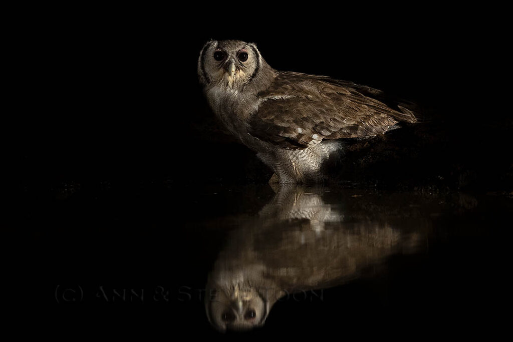 Verreaux's eagle owl