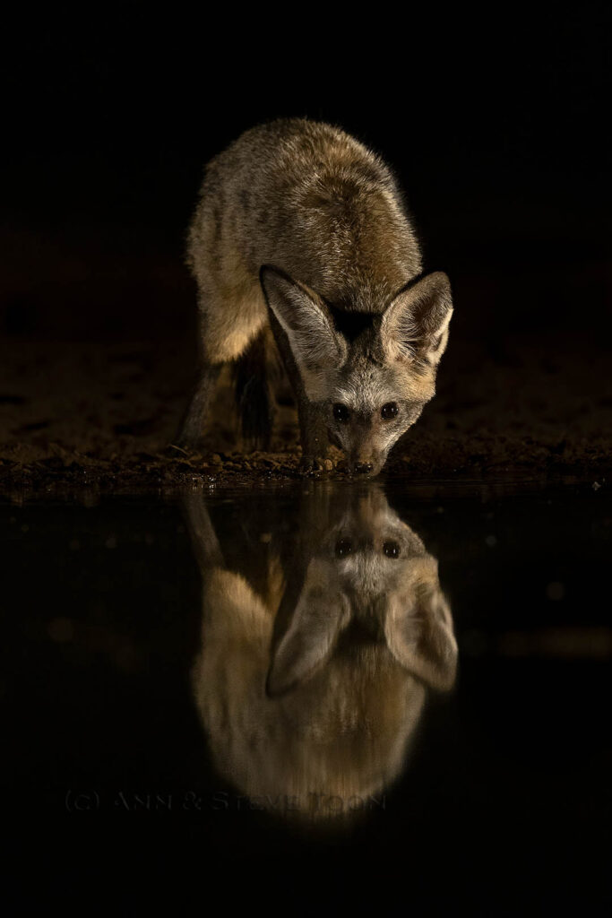 Bat-eared fox