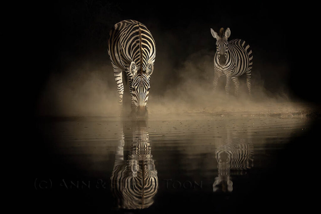 Zebra