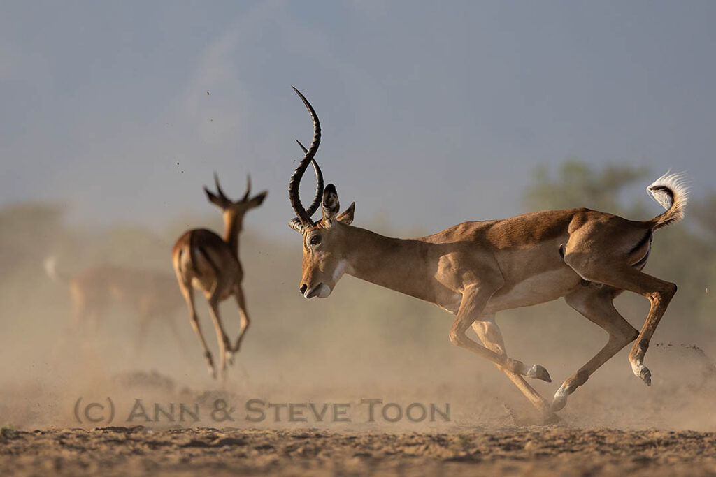 Impala