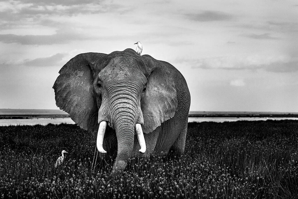 Elephant