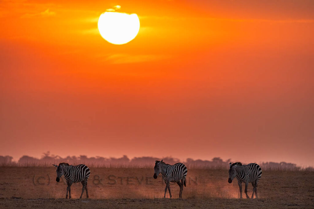 Zebra
