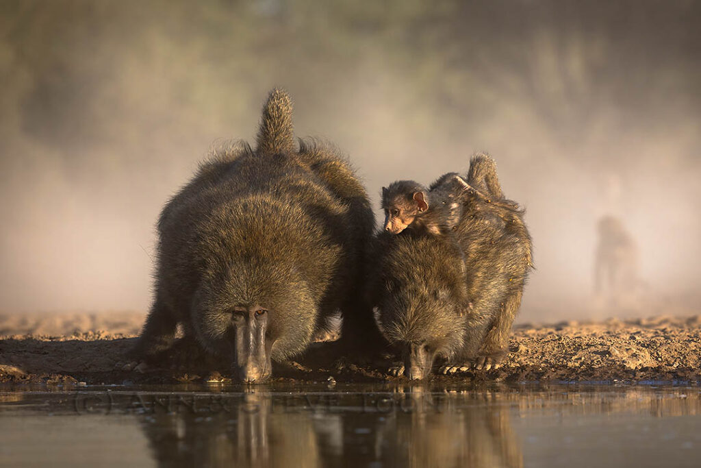 Baboons drinking