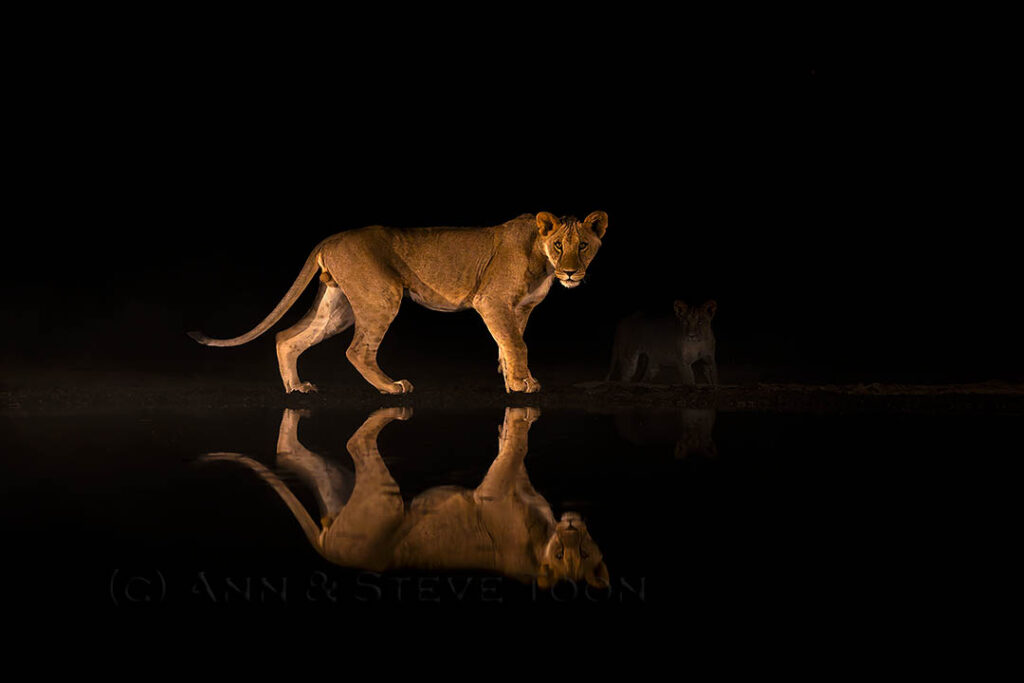 Lion at night