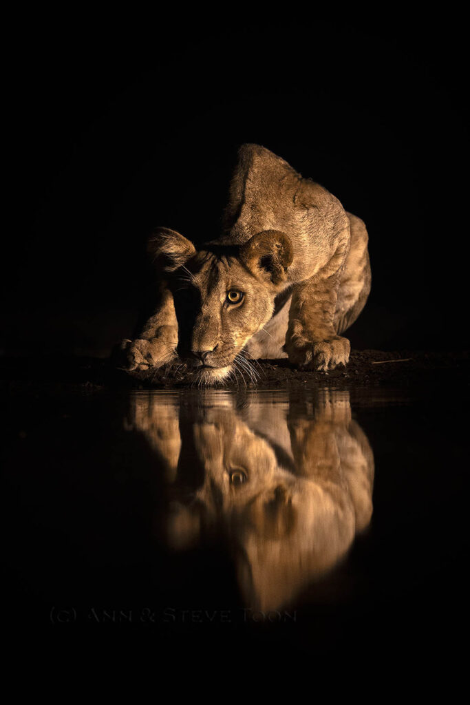 Lion