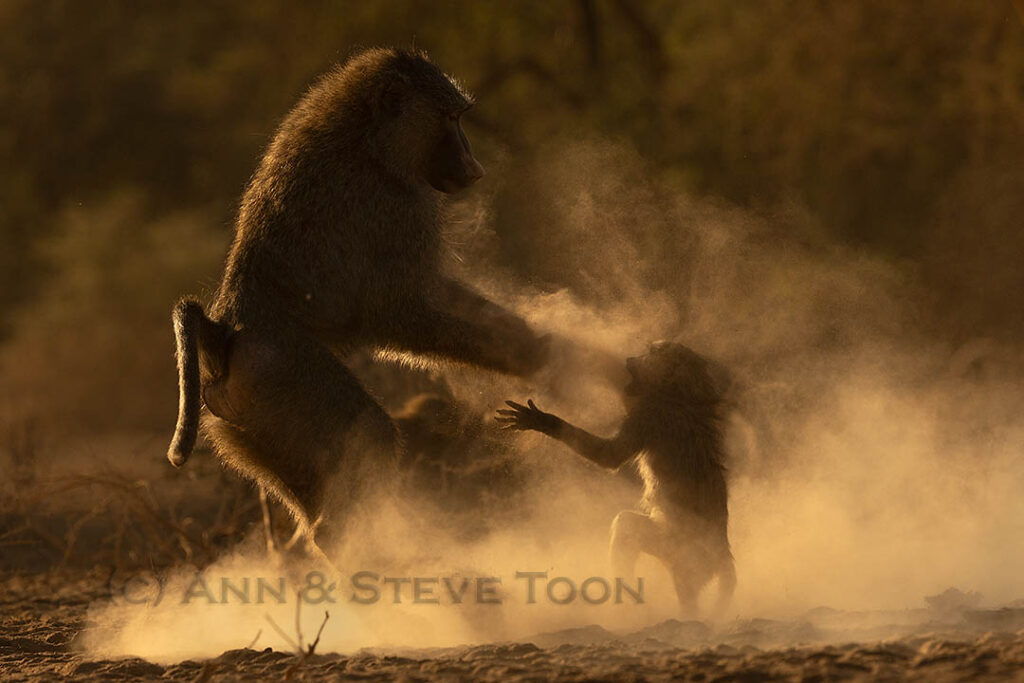 Baboons