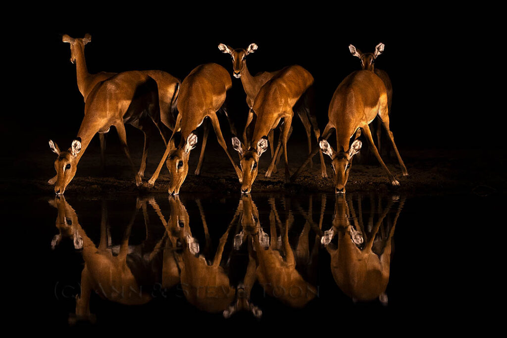 Impala drinking