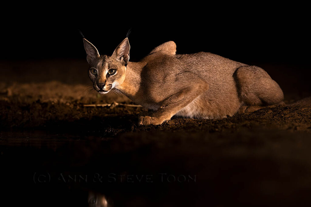 Caracal at night