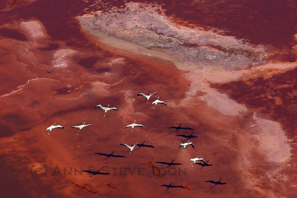 Flamingoes over soda lake
