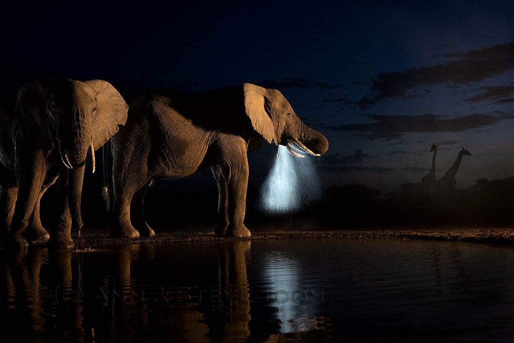 Elephants drinking