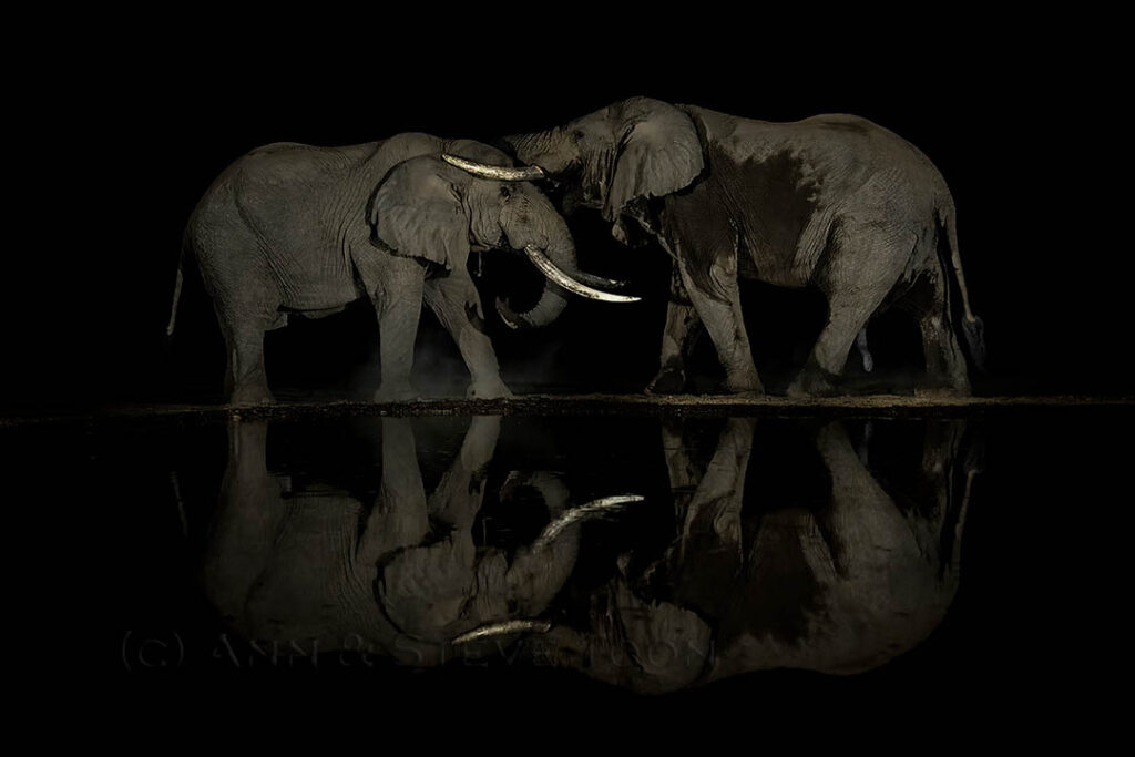 Elephants