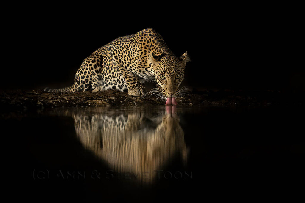 Leopard