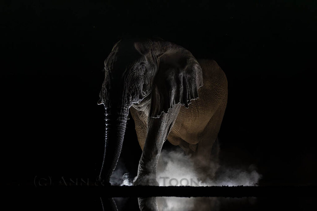 Elephant at night