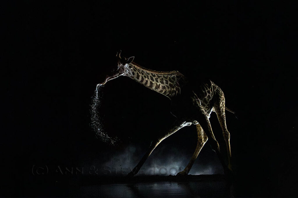 Giraffe