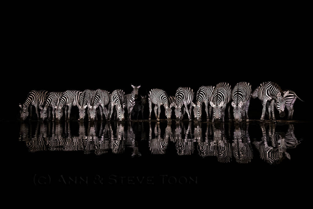 Zebra at water