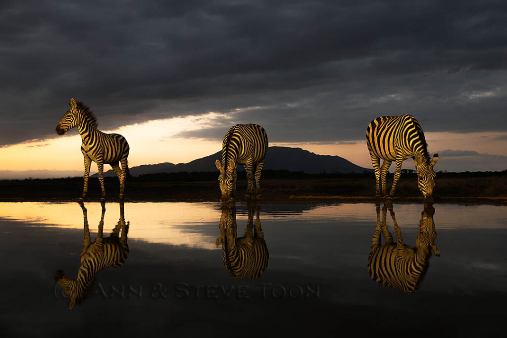 Zebra dawn