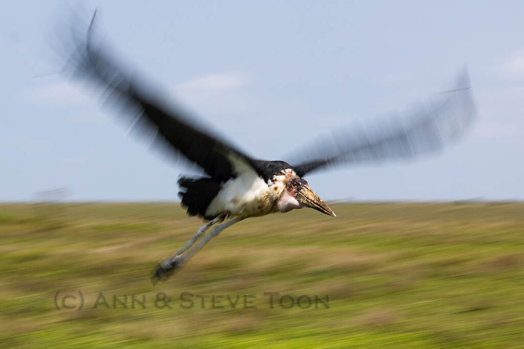 Marabou in flight
