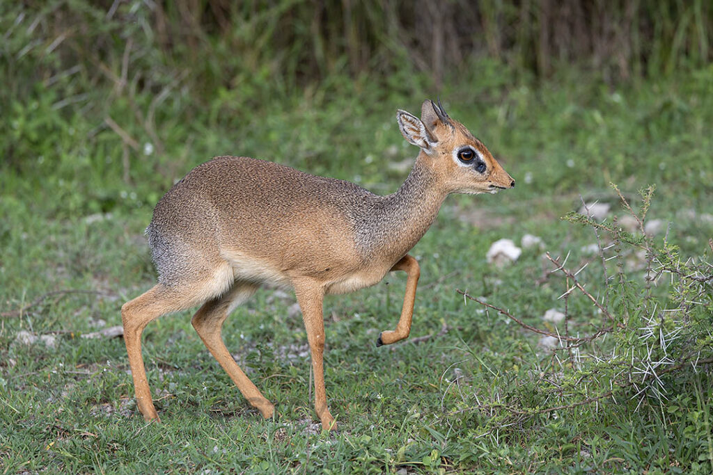 Kirk's dik-dik