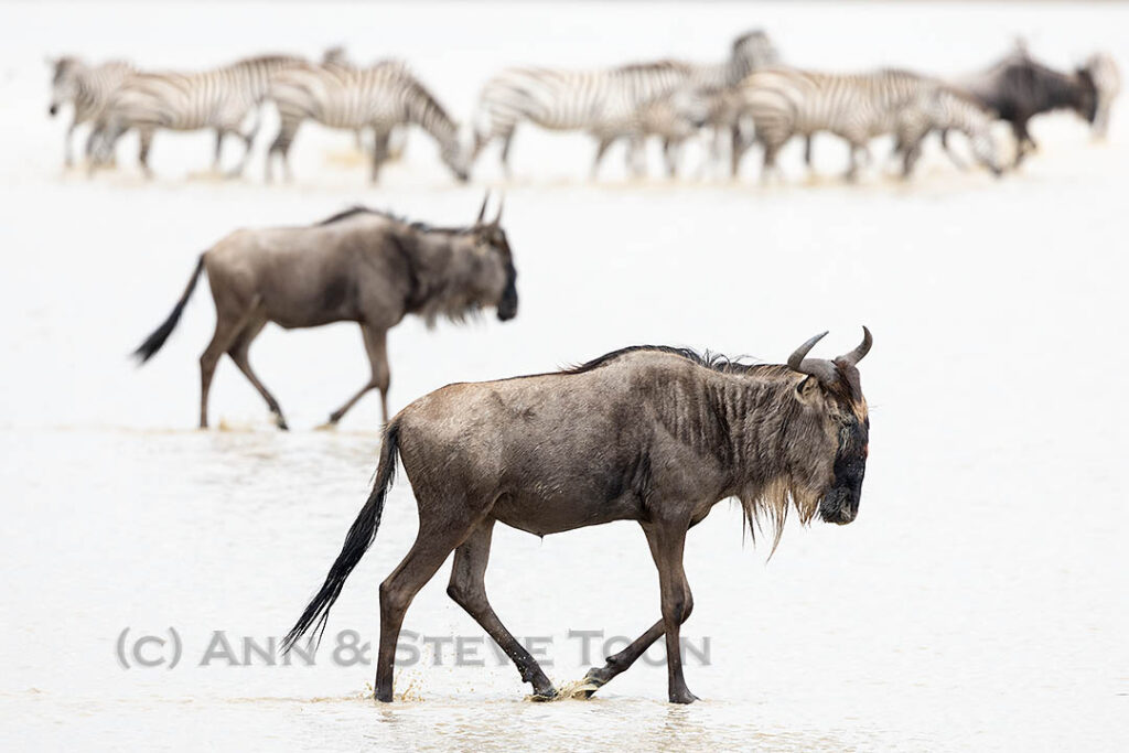 Blue wildebeest, Ndutu