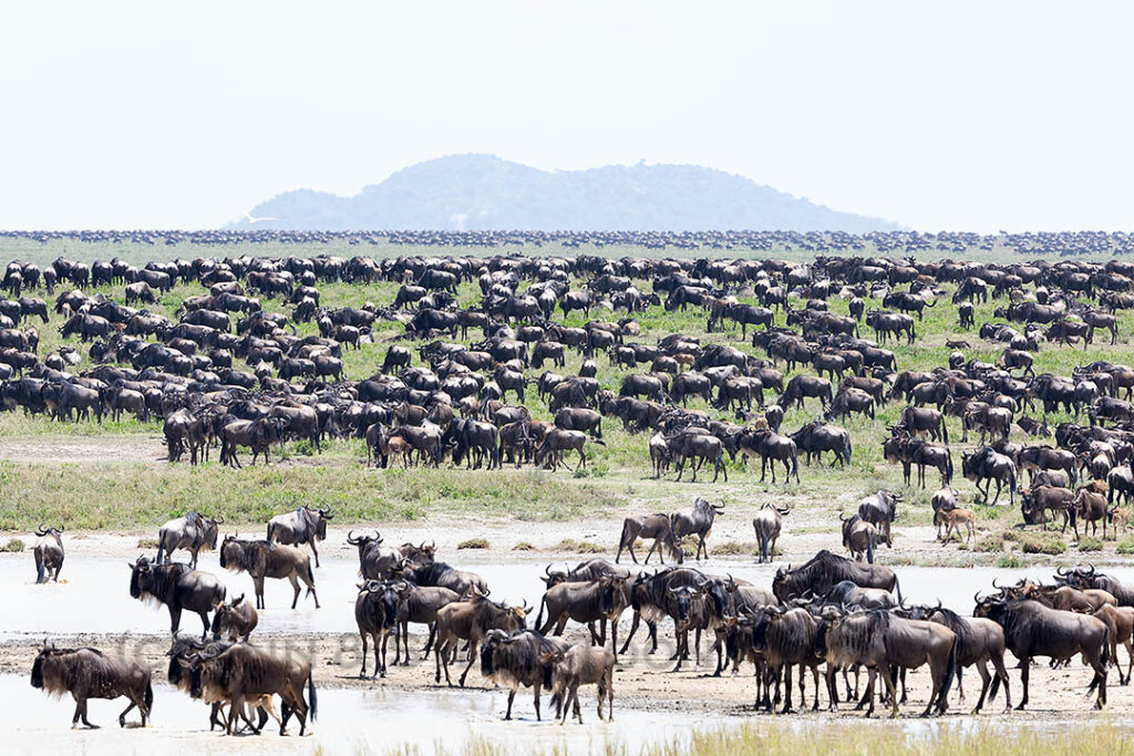 Blue wildebeest