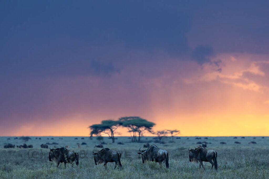 Blue wildebeest, Ndutu