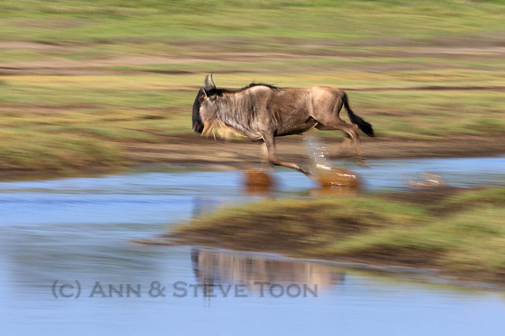Blue wildebeest, Ndutu