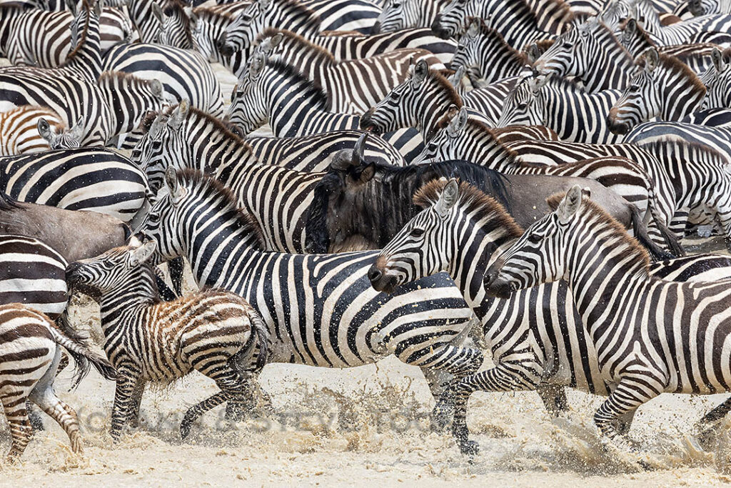 Zebra, Ndutu