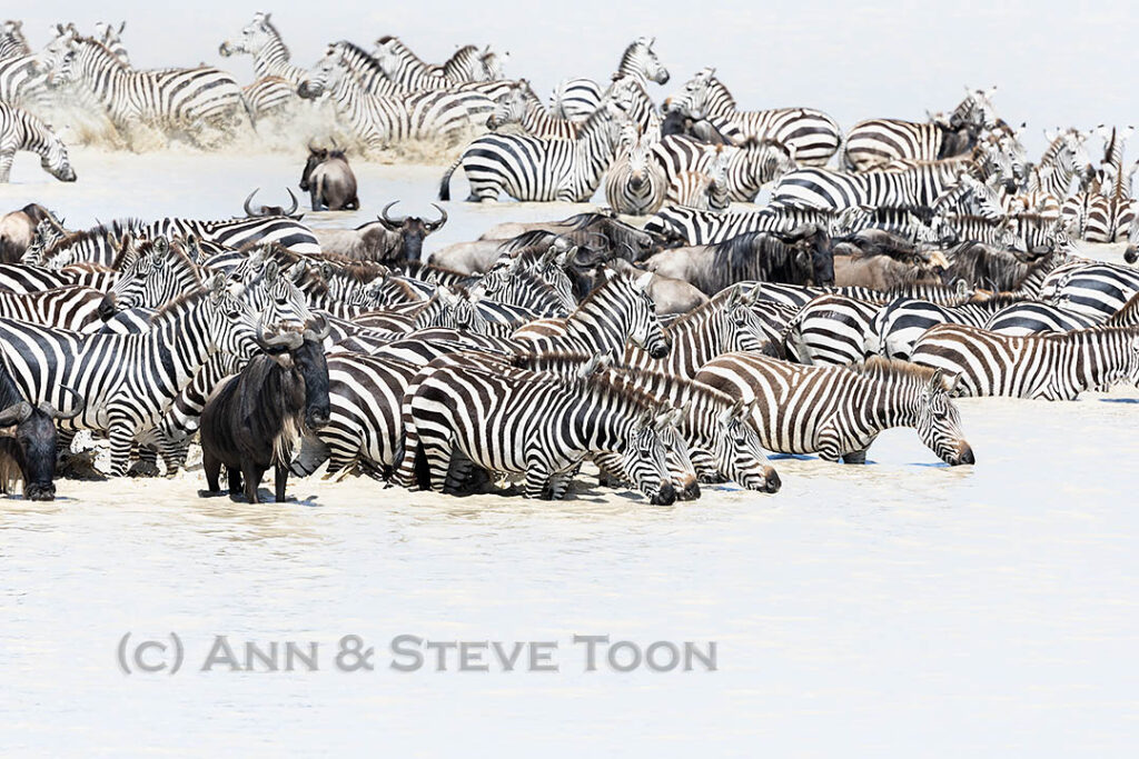 Zebra, Ndutu