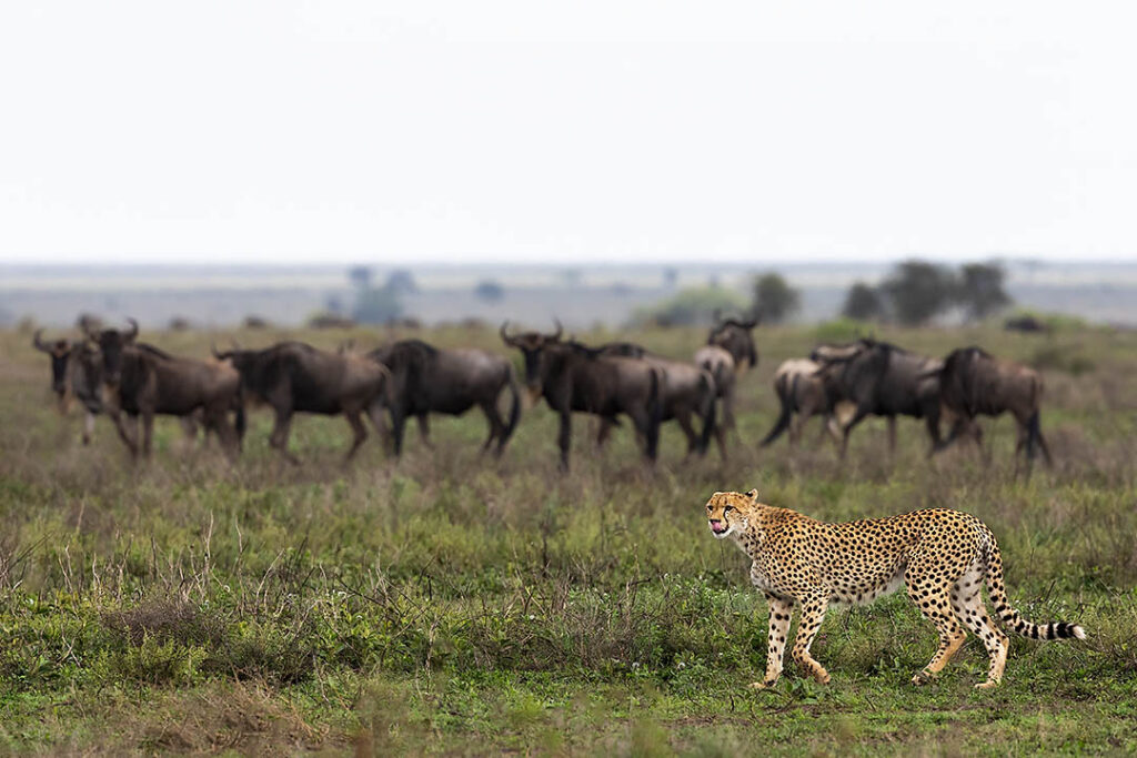 Cheetah hunting
