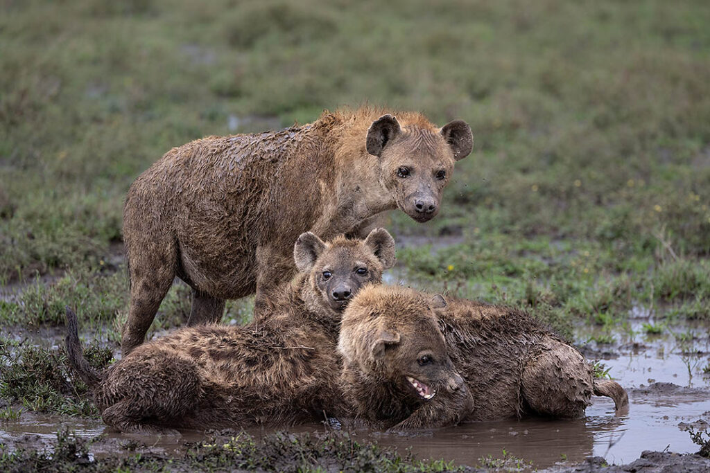 Spotted hyena