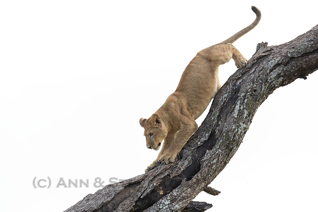 Young lion in tree