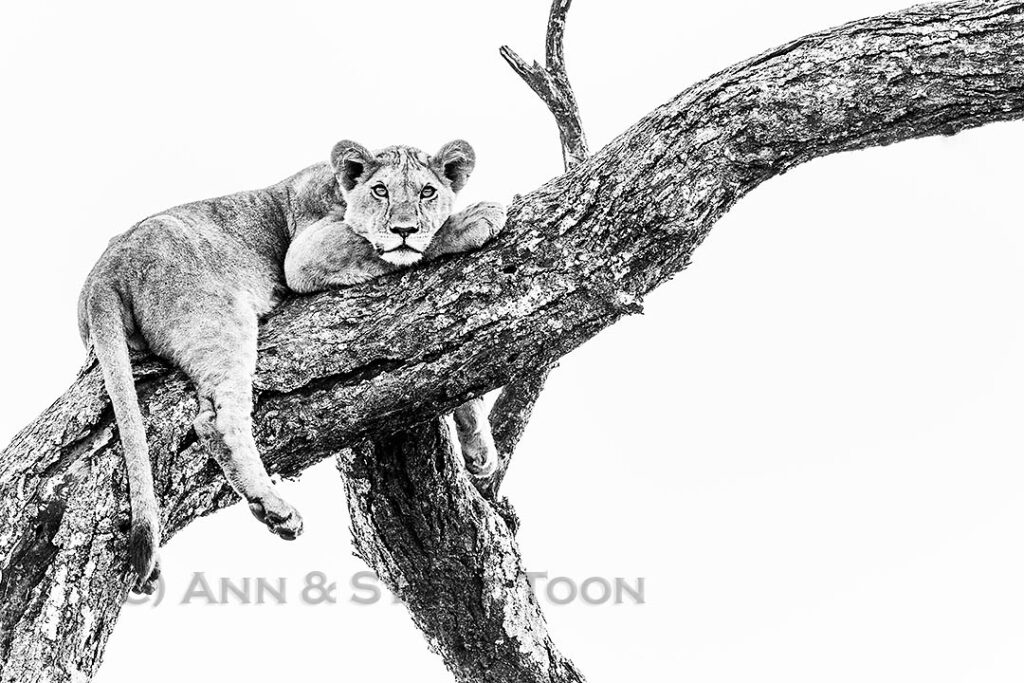 Lion in tree, Ndutu