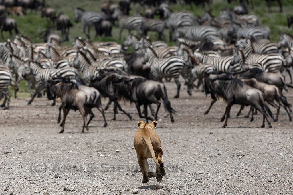 Lion chasing wildebeest