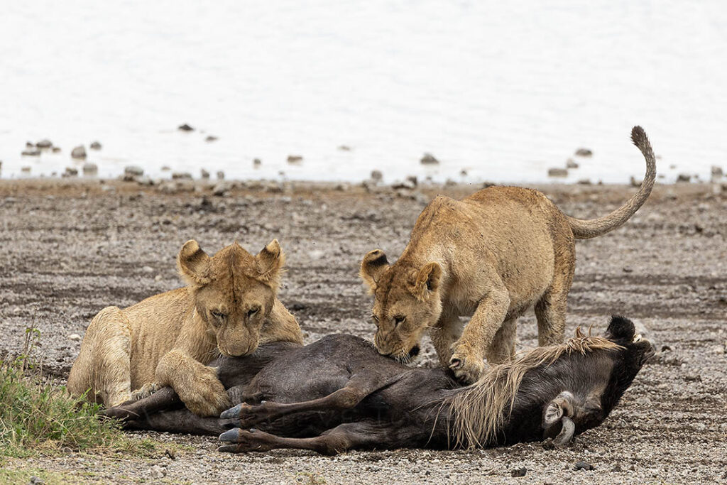 Lions on wildebeest carcass