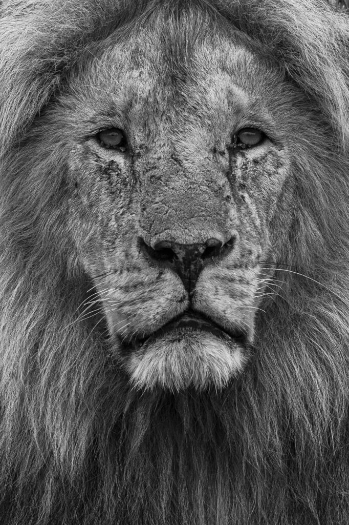 Lion male