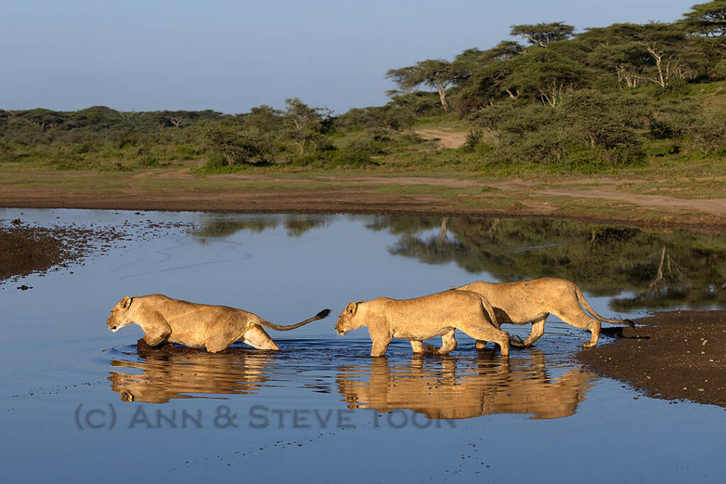 Lions crossing water
