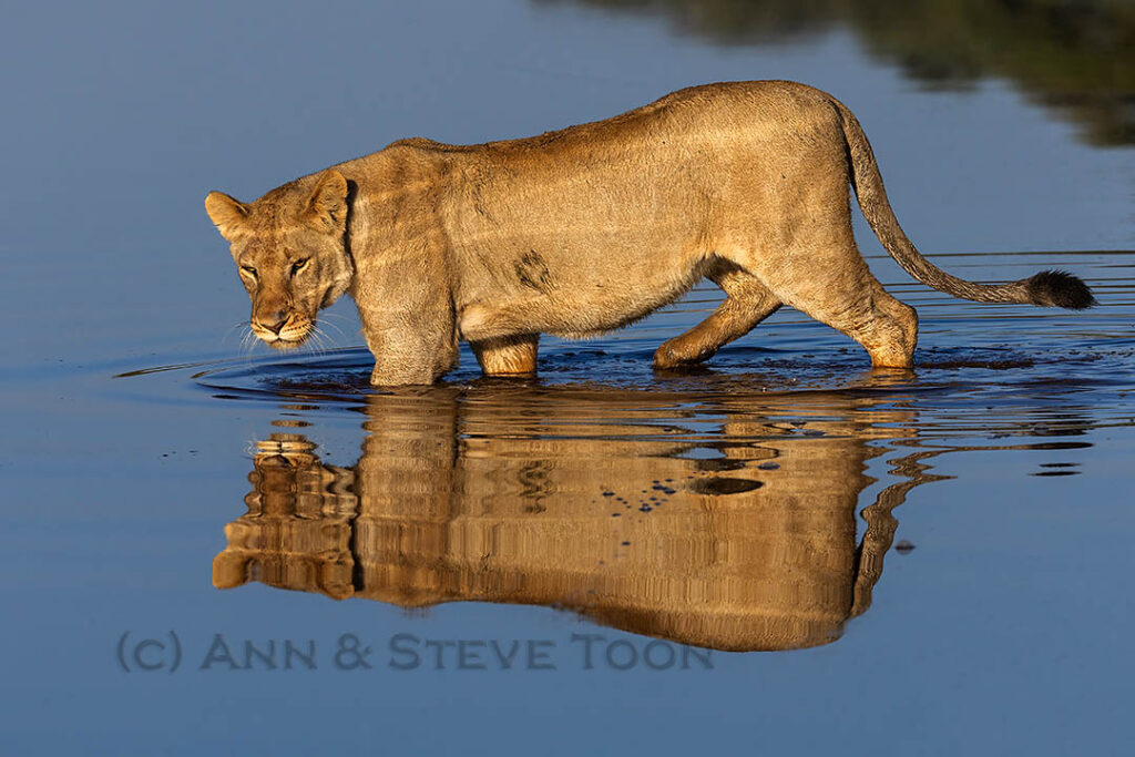 Lion crossing water