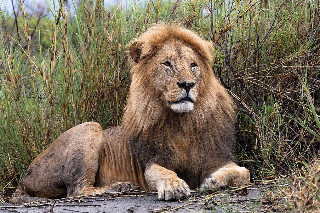 Lion, Ndutu