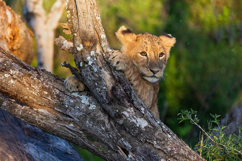 Lion cub, Ndutu