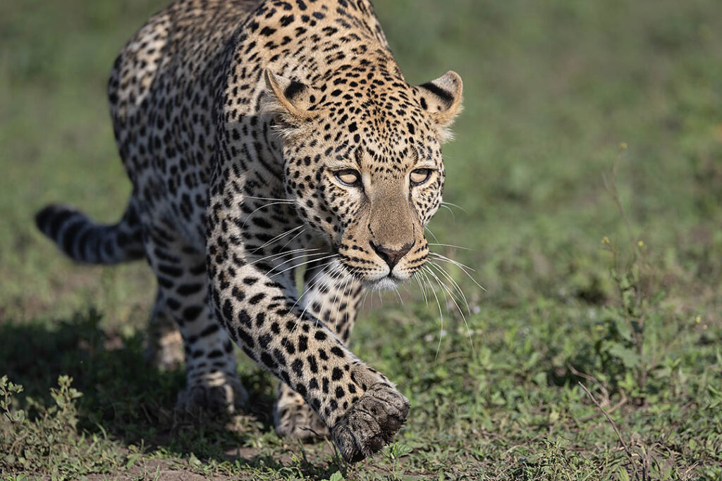 Leopard male stalking