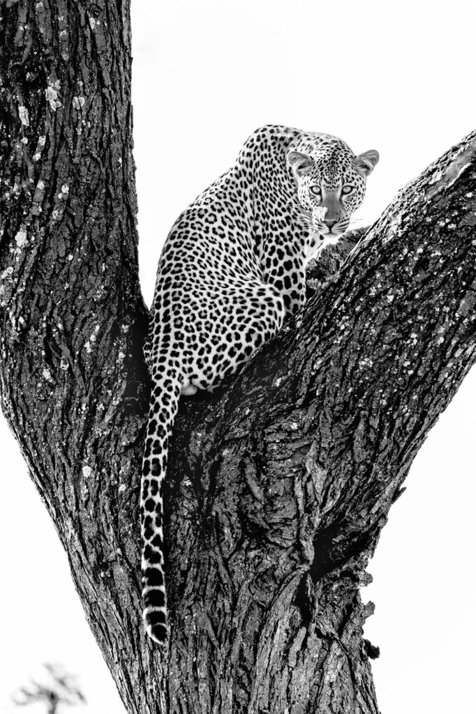 Leopard