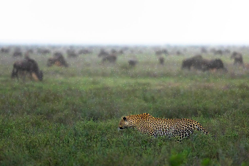 Leopard stalking