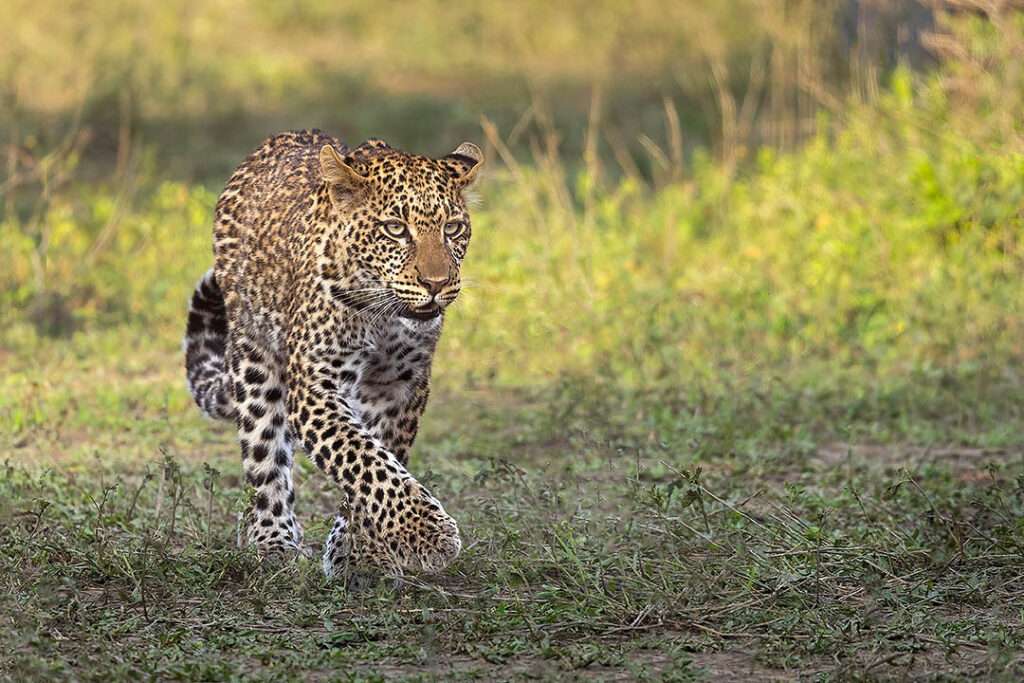 Leopard