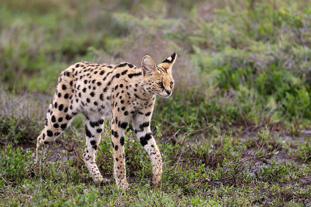Serval, Ndutu