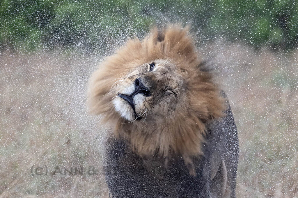Lion shaking mane after rain, Masai Mara