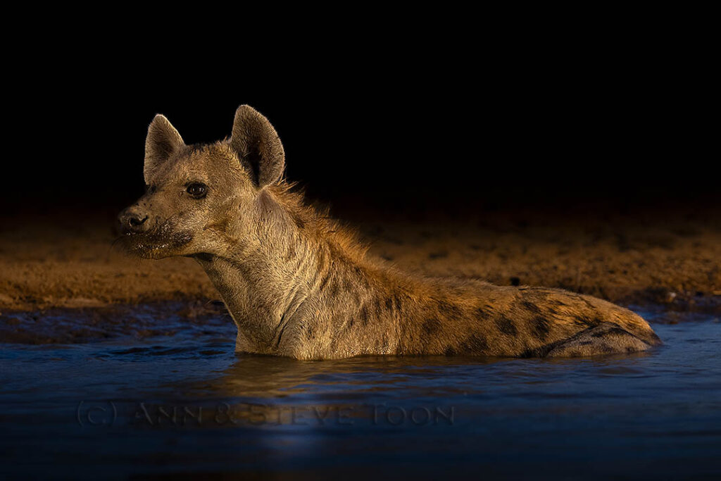 Spotted hyena cooling off at night