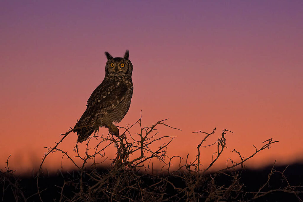 Spotted eagle owl