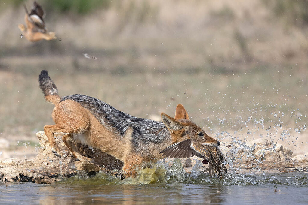 Black-backed jackal catching Burchell's sandgrouse prey