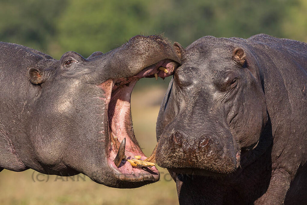 Hippo yawning