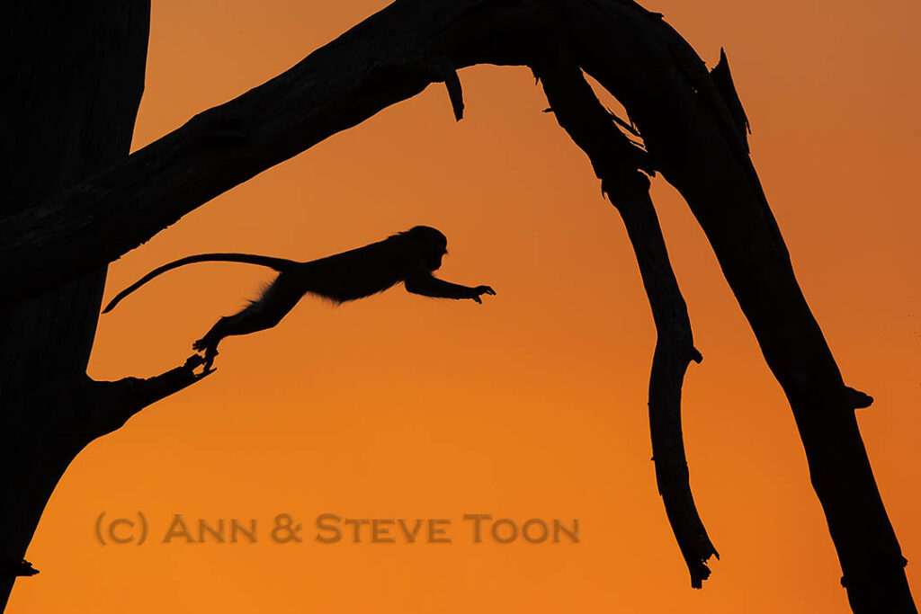 Vervet monkey leaping